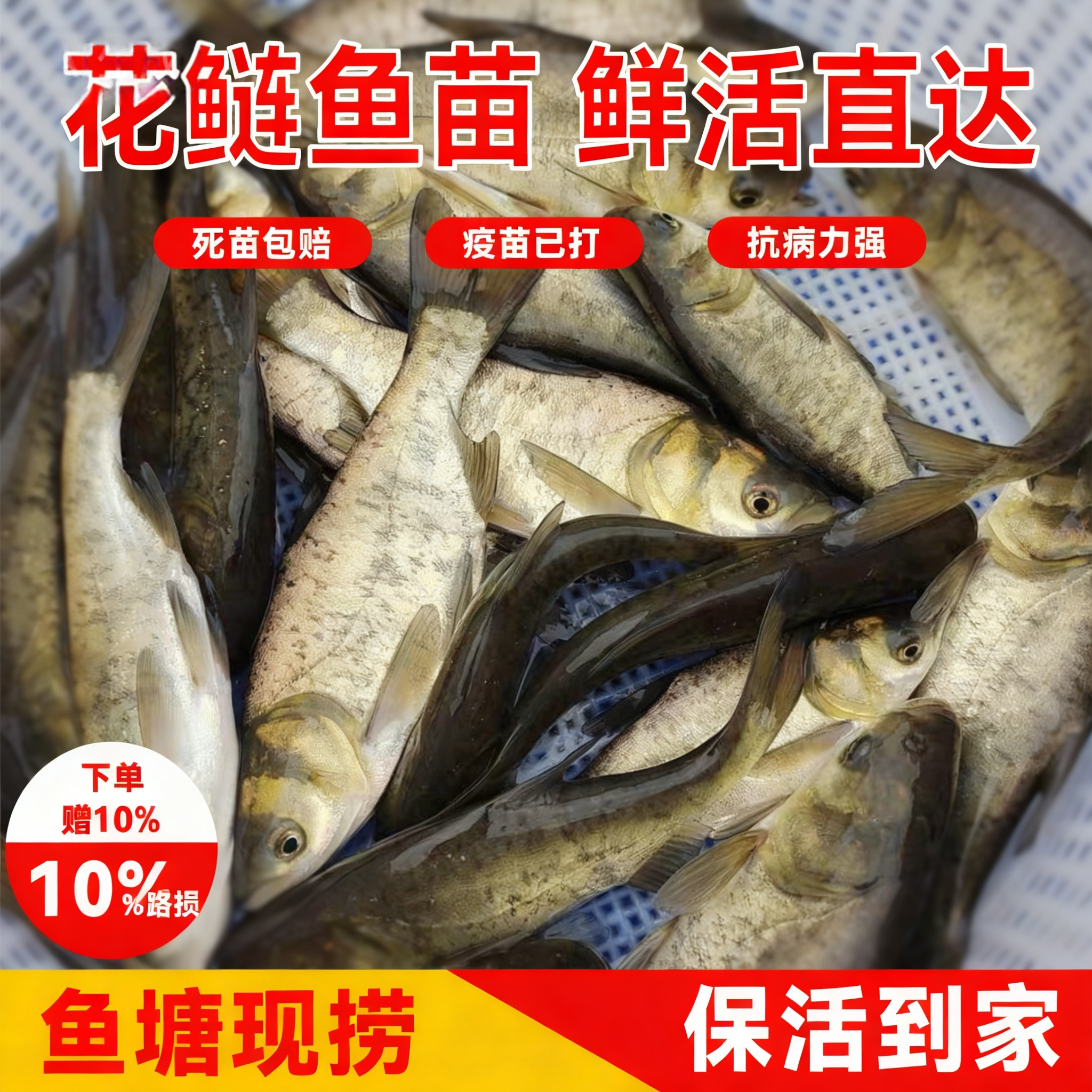 【店铺热销】健康活力活花鲢鱼苗包存优选推荐优质胖头鳙鱼苗淡水