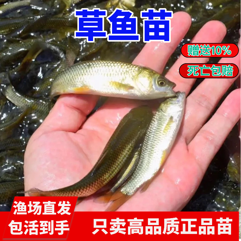 优质大草鱼苗皖鱼苗花鲢白鲢螺丝青鱼鲫鱼鲤鱼苗活体鱼苗包邮批发