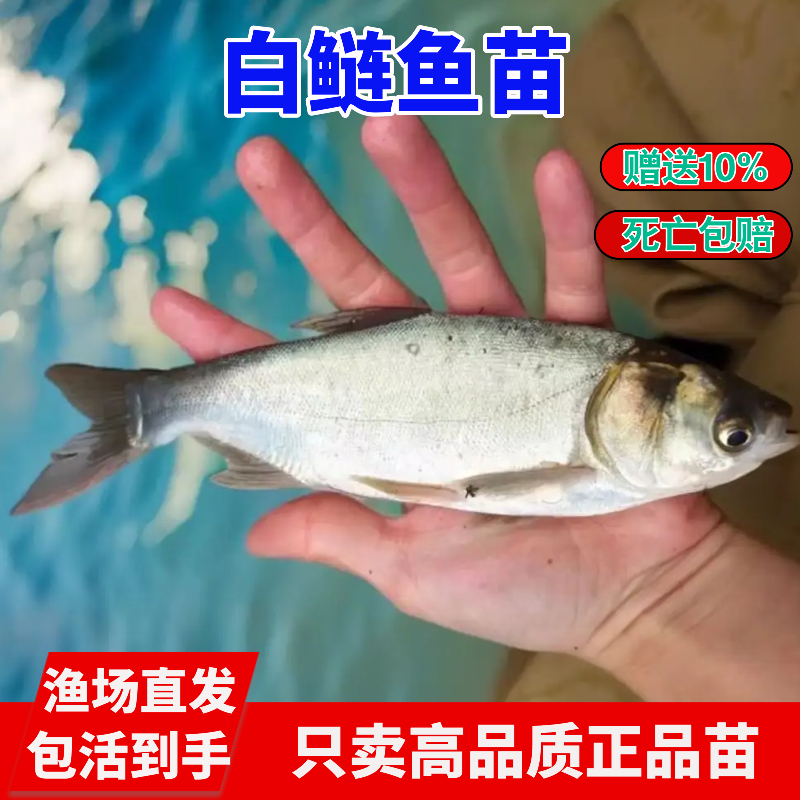 江苏白鲢鱼苗白莲鱼鲢鳙水鲢淡水食用养殖冷水观赏鱼苗活体大鱼苗