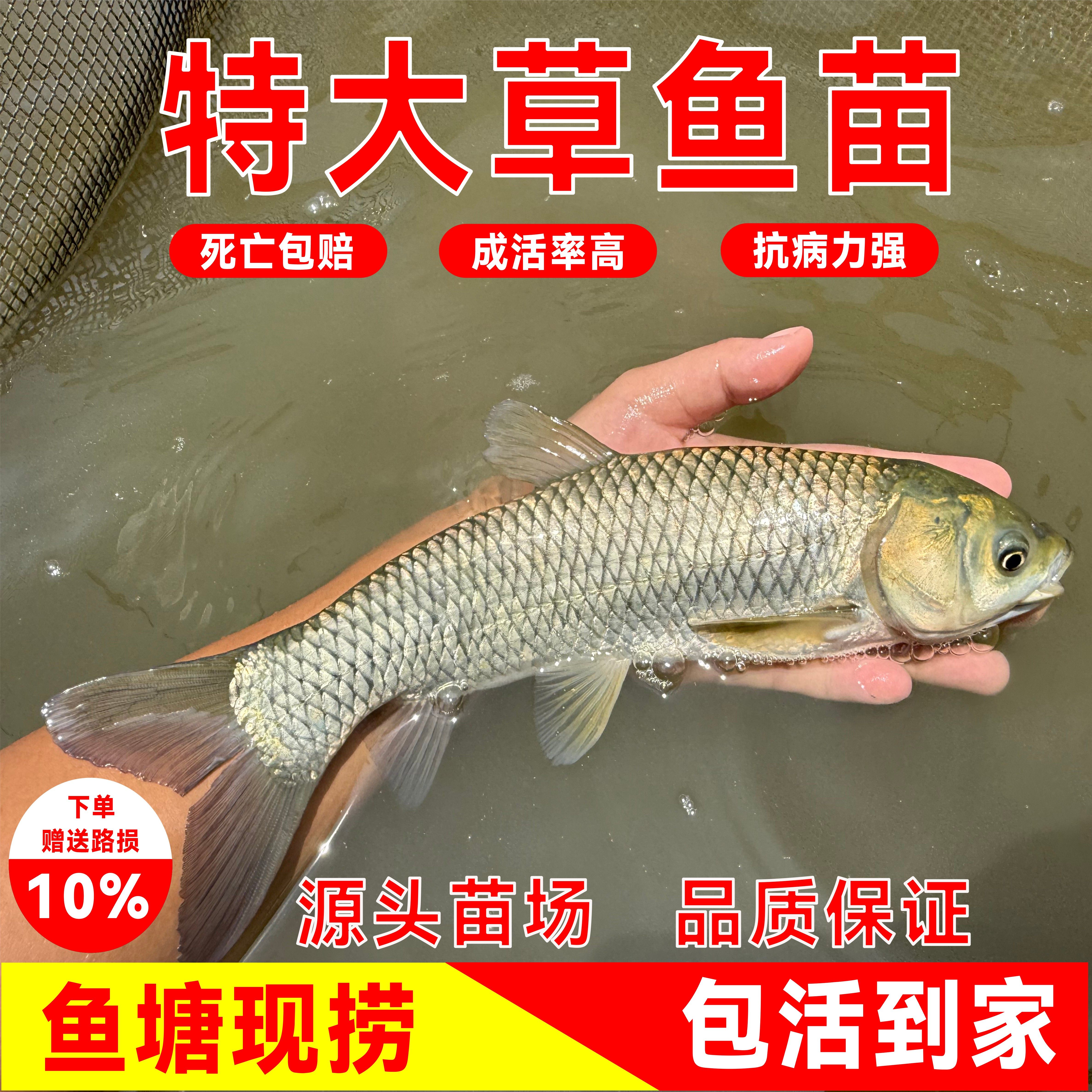 特大草鱼苗淡水养殖活体