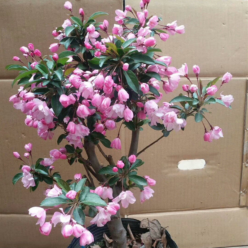 垂丝海棠植物室内好养植物老桩花卉树苗盆栽海棠盆景花卉盆栽红色