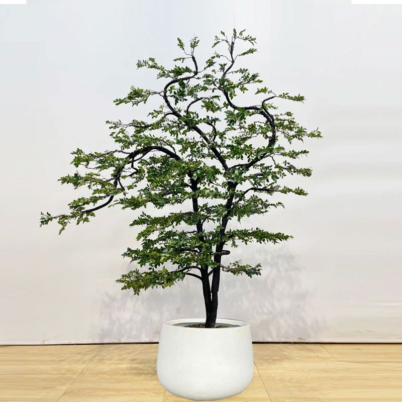 小叶紫檀盆景造型老桩黑骨茶盆栽客厅办公室绿植室内外好养植物,鲜花速递/花卉仿真/绿植园艺,大型绿植/成品组合盆栽,淘宝优惠券,粉丝福利购,淘宝优惠卷