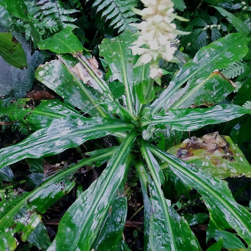 广西原生稀有绿植花卉盆栽 大杜若 水陆缸生态雨林植物造景喜阴