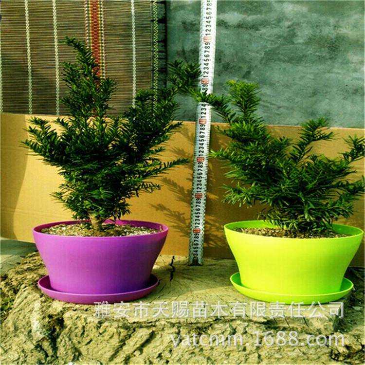 基地曼地亚红豆杉杯苗阳台窗户防风观赏绿植降噪耐寒50-80cm