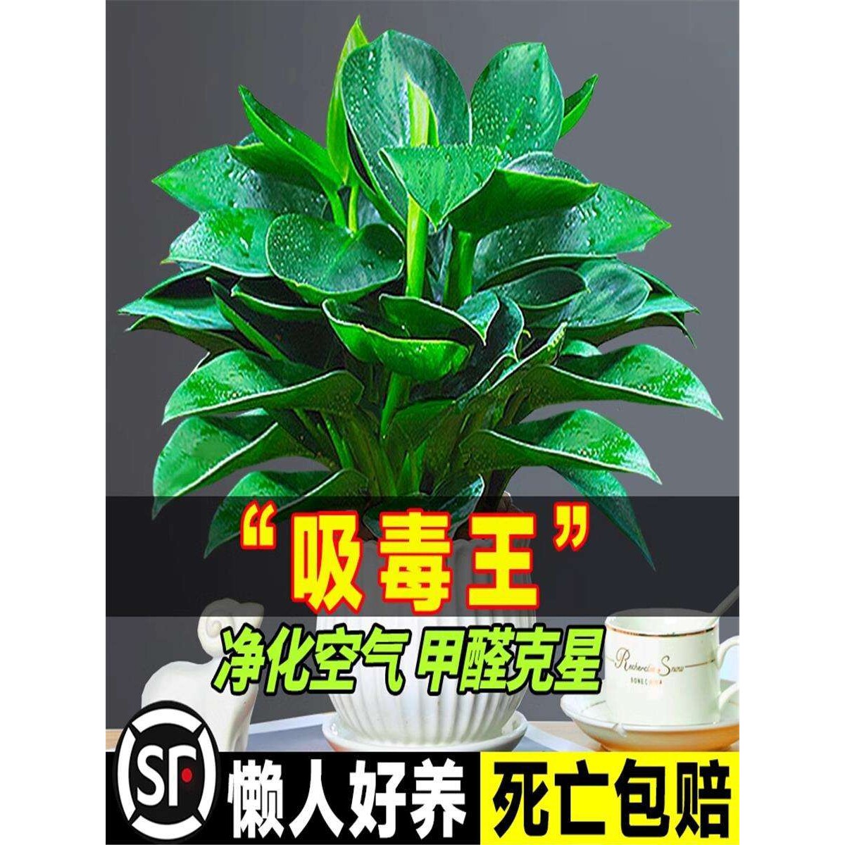 金钻盆栽办公室内水养绿植新房吸甲醛懒人好养花卉水培植物绿萝箩