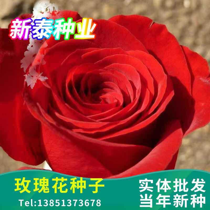 红刺玫花种孑春季花种籽子四季开花易活室内室外花卉盆栽七彩花种
