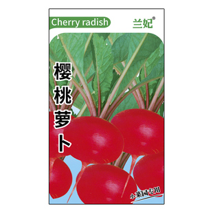 四季樱桃萝卜种子水果萝卜生吃红皮白肉萝卜脆甜多汁新鲜蔬菜阳台