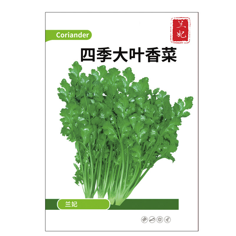 兰妃蔬菜种子香菜种子