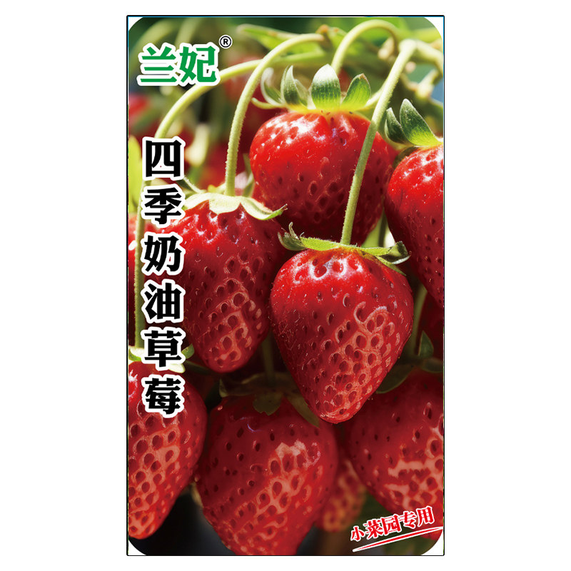 兰妃蔬菜种子四季奶油草莓种子
