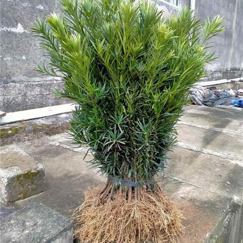 罗汉松树苗雀舌米叶罗汉松庭院别墅地F栽可造型室内外盆景素材植