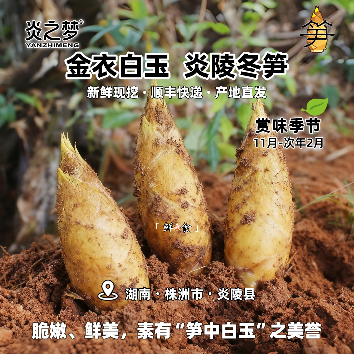 冬季限定 湖南炎陵新鲜冬笋 农家现挖野生黄泥楠竹笋蔬菜产地直发