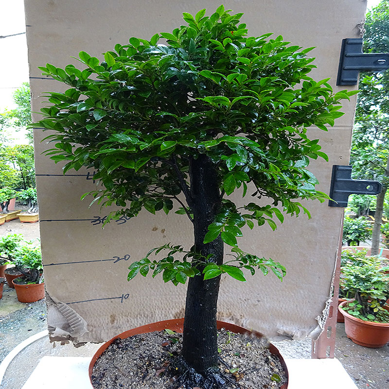 四季常青植物独桩小叶紫檀盆景树桩室内I客厅办公桌面绿植单杆老