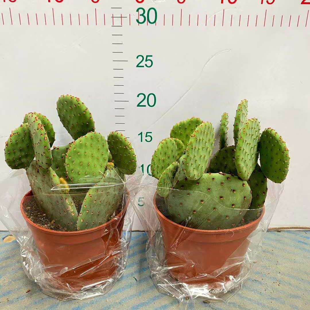 基地直供 家居室内植物花卉盆栽 仙人掌植物盆栽 红太古