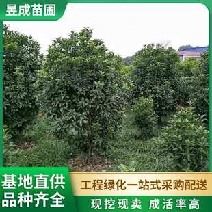 八月桂球供应多规格园林工程绿化苗木基地 丛生地笼精品桂花球