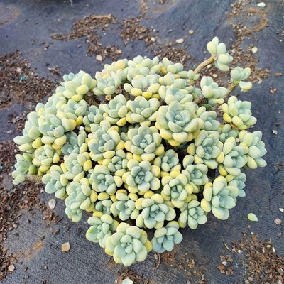 精品大劳尔w 精品多肉绿植