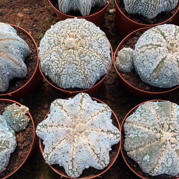 稀有多肉植物含盆带土兜海包邮星兜浓栽好白仙人球