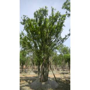 榔榆树价格|绿化小苗|绿化苗木|供应信息||花卉