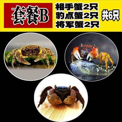 小螃蟹鲜活宠物水族淡水观赏蟹深水大型宠物蟹淡水蟹爬行鱼缸缸