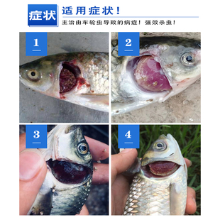 斜管虫一扫净鱼塘斜管车轮净鱼塘净水杀车轮虫杀斜管虫杀纤毛虫