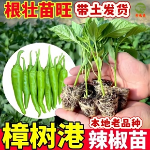 正宗樟树港辣椒苗带土湖南本地原种辣椒苗秧四季超辣特辣蔬菜秧苗