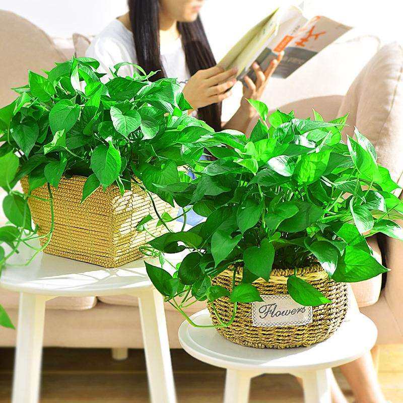 绿萝藤编盆栽植物花卉室内花盆水培净化空气套装吊兰好养客厅观叶