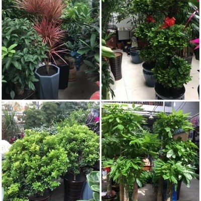 安庆市花卉盆栽店绿萝植物发财金钱树66太湖望江岳西县宜秀迎江区