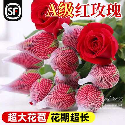 红玫瑰花鲜花云南基地直发顺丰次日达家用鲜切插花超长花期真花卉