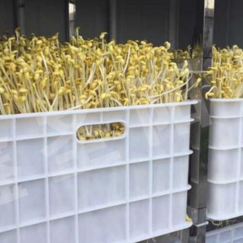 全自动豆芽机价格 绿豆芽机器 箱式豆芽机厂家 大型商用豆芽机