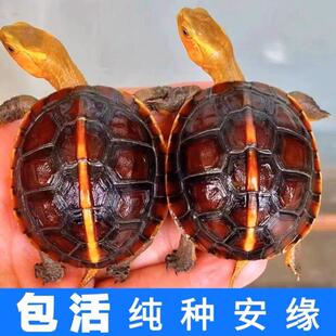黄缘龟安缘龟幼龟苗浙缘陆地观赏宠物小乌龟活物台缘大陆缘蛋乌龟