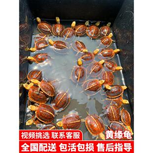 黄缘龟闭壳龟安缘幼龟活物龟苗乌龟宠物台缘幼苗安布纯种安徽闭合