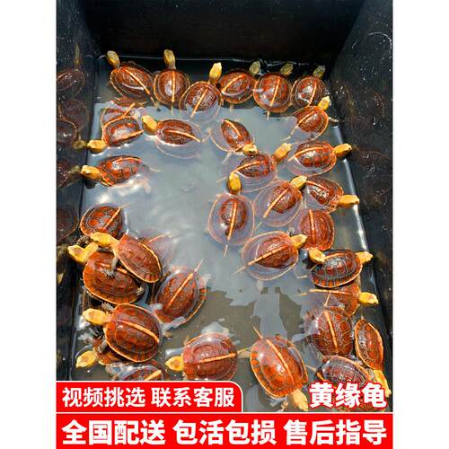 黄缘龟闭壳龟安缘幼龟活物龟苗乌龟宠物台缘幼苗安布纯种安徽闭合
