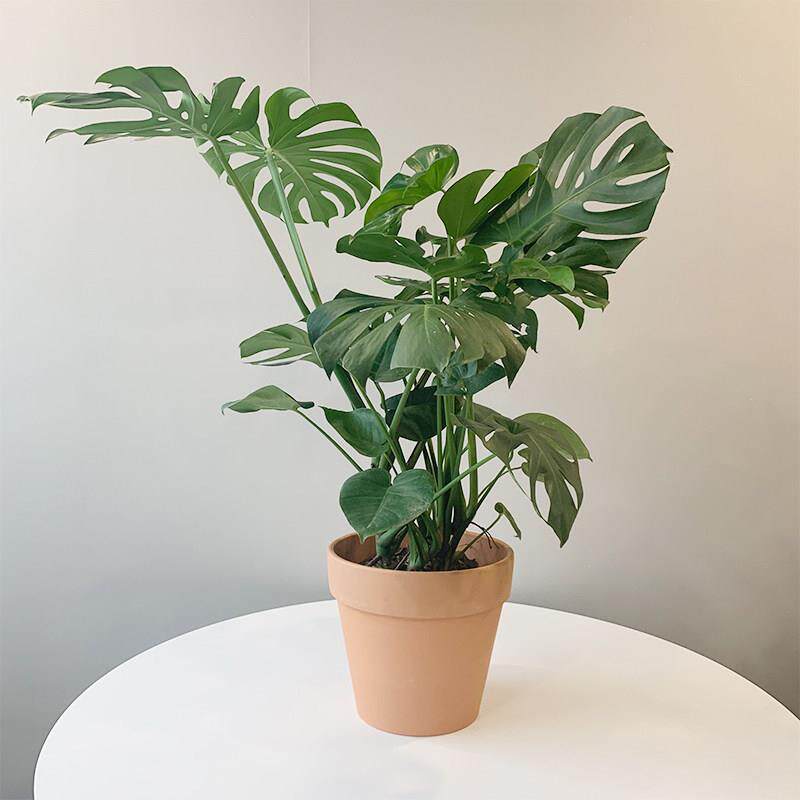 龟背竹盆栽 ins北欧风网红植物大型净化空气吸甲醛 成都送货上门