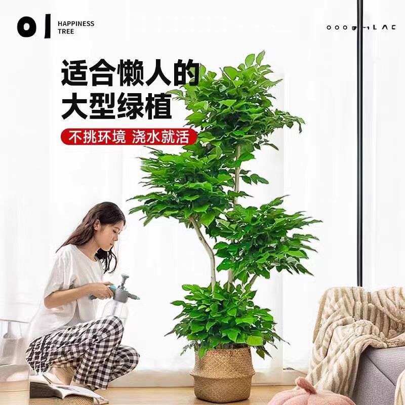 幸福树客厅盆栽大型绿植办公室内新家吸除甲醛植物四季常青平安树