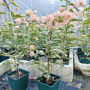 马斯三角梅高杆飘枝老桩苗好养勤花四季开花阳台庭院爬藤绿植花卉