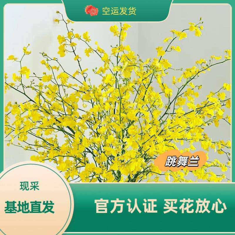 高级跳舞兰云南基地鲜花红心水养兰花真花文心兰客厅