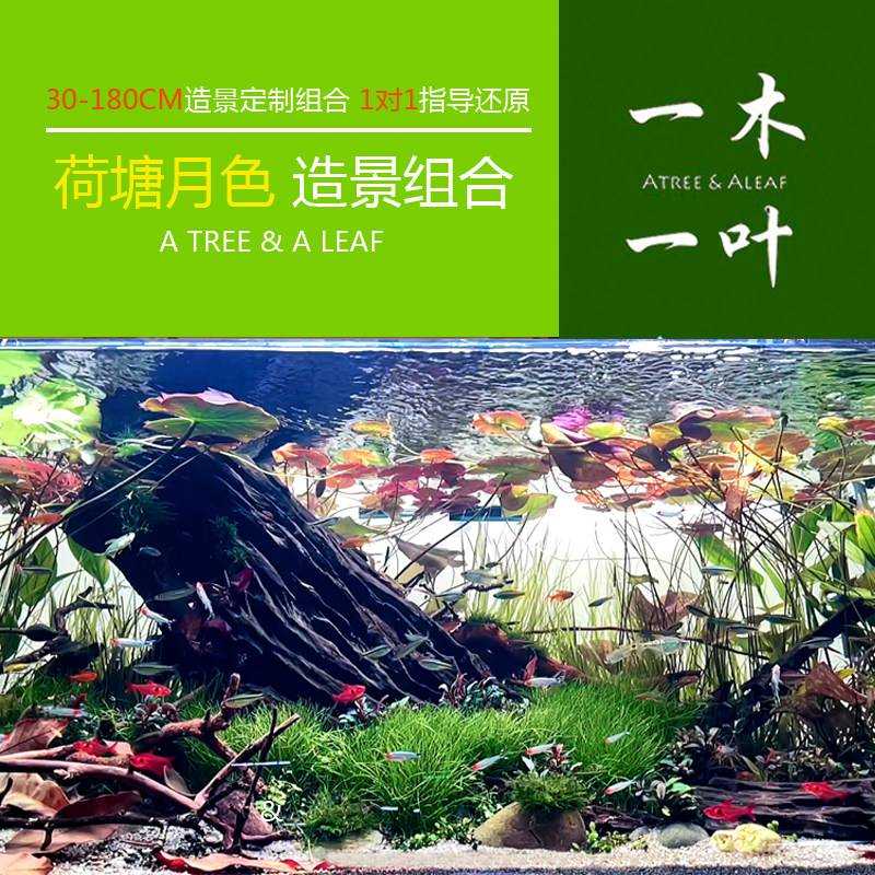 荷塘月色造景 草缸 水草造景 鱼缸造景 鱼缸装饰 一木一叶造景