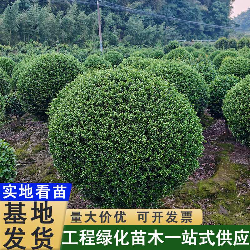 龟甲冬青球造型球绿篱 植物别墅小区绿化苗木冠幅规格树龄参数