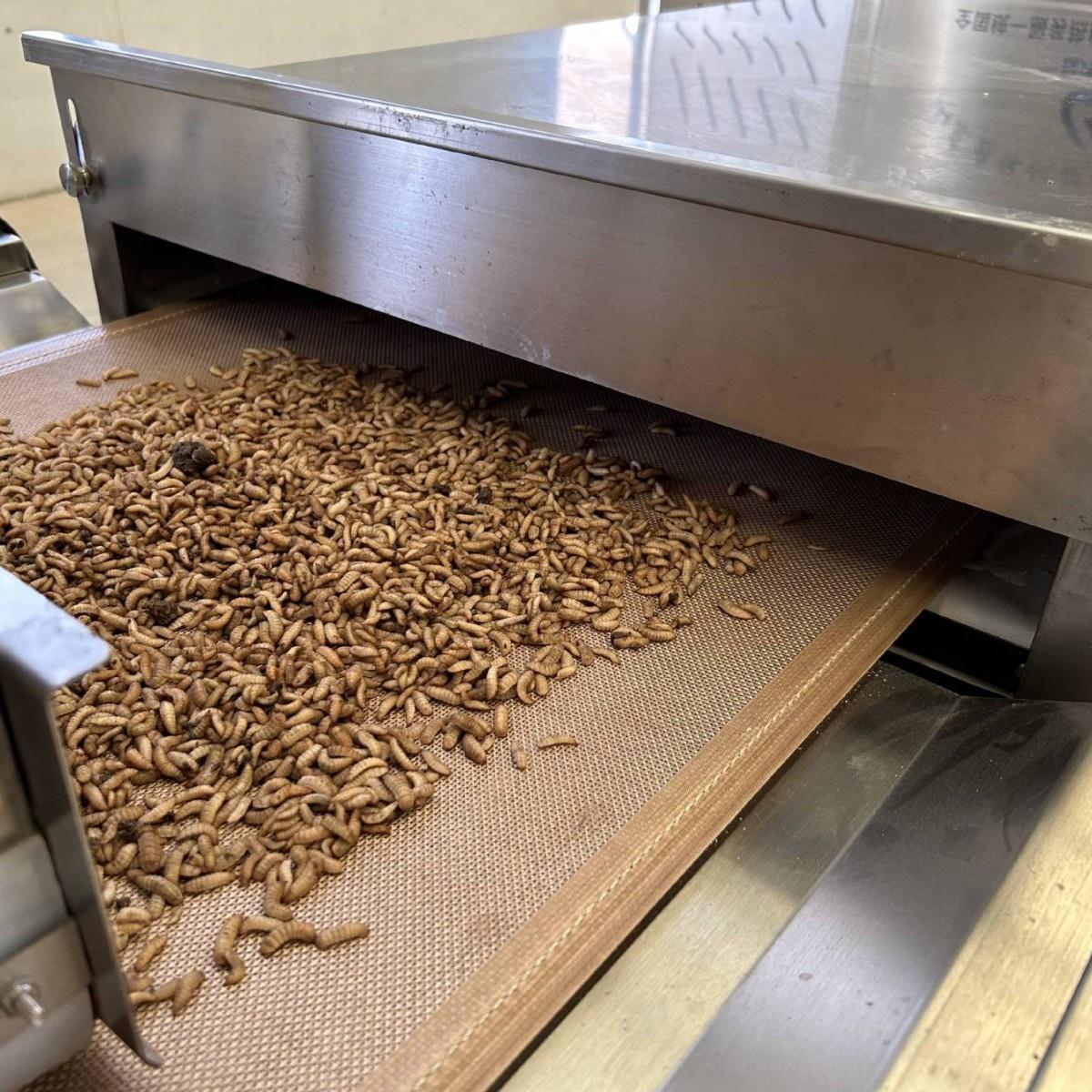 源头厂家黑干水虻/黄昆粉虫虫烘设备烘干均匀/一机多PJM用快速节