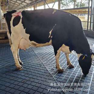 畜牧胶垫橡胶牛床垫 奶牛场牛通道挤奶厅橡胶垫 马棚垫猪舍垫云程