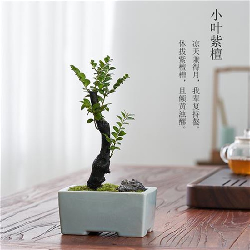 小叶紫檀盆景树苗室内绿植花卉客厅好养小盆栽办公室桌面禅意摆件