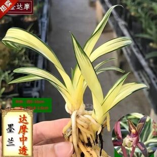 精品草兰花苗达摩透中艺艺高等