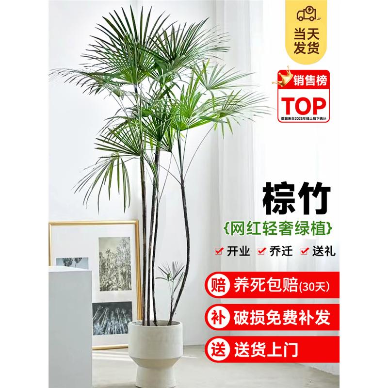 金山棕竹盆栽室内细叶植物大型绿植客厅小叶竹子吸收甲醛四季好养