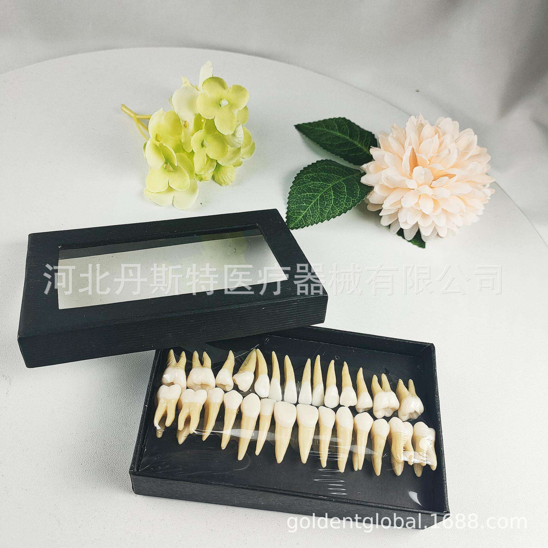 外贸产品28颗离体牙模型 离体牙套装，带根离体牙模型套装