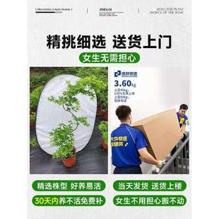 黄金流泉枫盆栽绿植室内大型自然美家居造型枫树禄植客厅植物盆栽