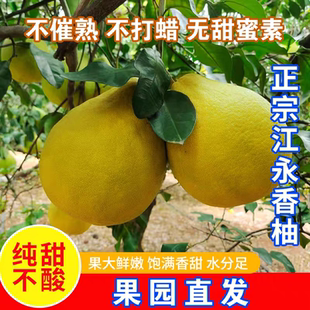 正宗湖南江永香柚40年老树沙田柚纯甜柚子孕妇水果