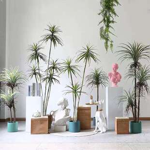 沙漠狭叶龙血树假绿植剑麻凤尾丝兰植物仿真千年木龙血树真