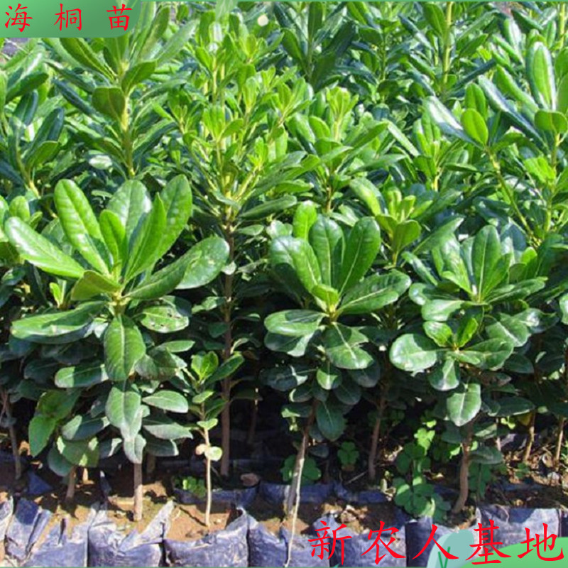 海桐苗 海桐树苗k 海桐球四季常青气味芳香驱蚊虫绿植物围墙绿篱