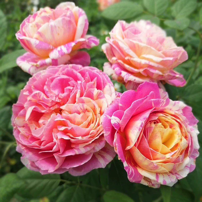 克劳德 莫奈 大花浓香条纹月季花苗盆栽灌木玫瑰花卉阳台庭院植物