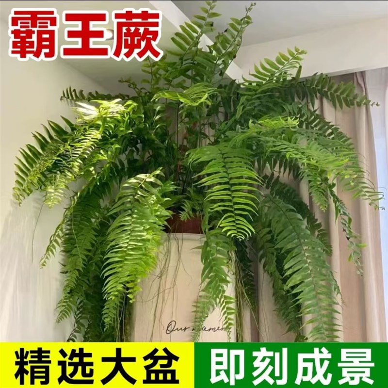 霸王蕨巨大长叶肾蕨波士顿蕨大垂吊蕨肾蕨客厅室内盆栽雨林须根盆