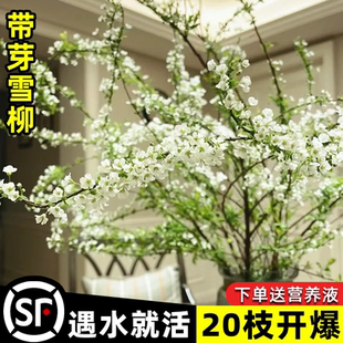 雪柳干枝鲜枝带花苞室内盆栽水培绿植物鲜花卉龙柳好养耐寒年宵花